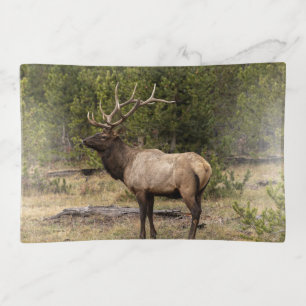 Bull Elk Yellowstone National Park, Wyoming Trinket Tray