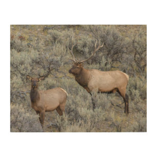 Bull Elk   Yellowstone National Park, Wyoming Wood Wall Art