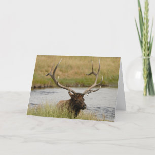 Bull Elk Yellowstone Thank You Card