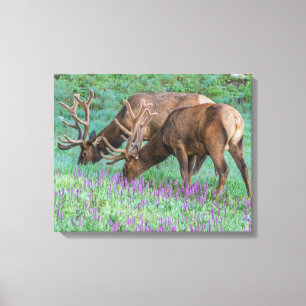 Bull Elks Rocky Mountain National Park, Colorado Canvas Print