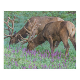 Bull Elks Rocky Mountain National Park, Colorado Faux Canvas Print