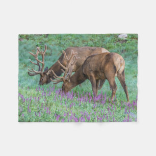 Bull Elks Rocky Mountain National Park, Colorado Fleece Blanket