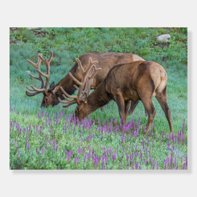 Bull Elks Rocky Mountain National Park, Colorado Foam Board (Front)