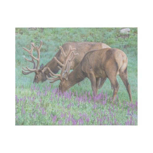 Bull Elks Rocky Mountain National Park Colorado Gallery Wrap