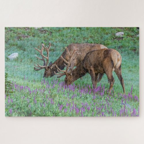 Bull Elks Rocky Mountain National Park Colorado Jigsaw Puzzle