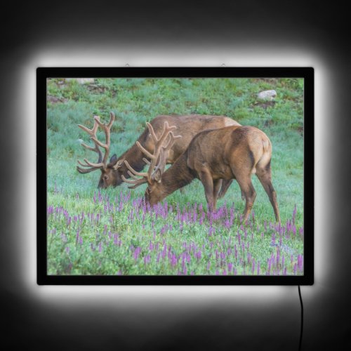 Bull Elks Rocky Mountain National Park Colorado LED Sign