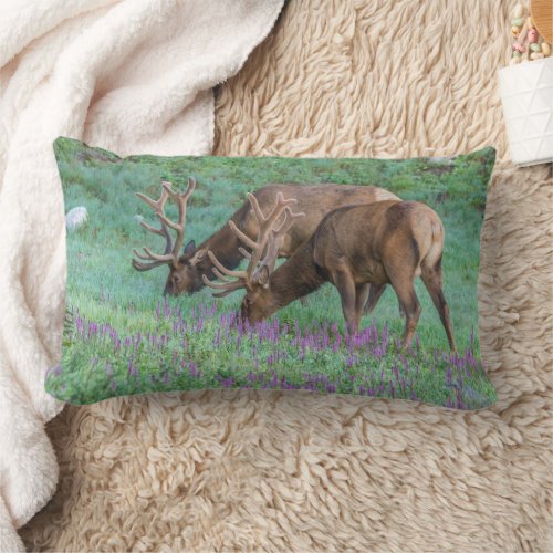 Bull Elks Rocky Mountain National Park Colorado Lumbar Pillow