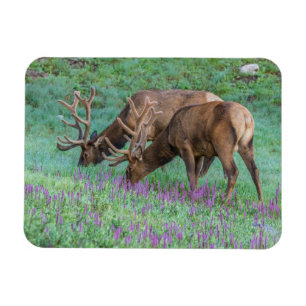 Bull Elks Rocky Mountain National Park, Colorado Magnet