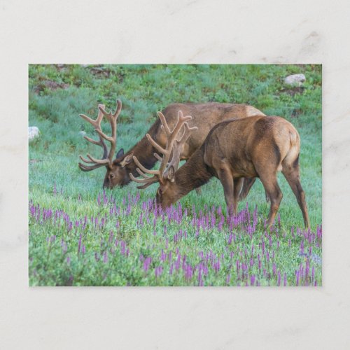 Bull Elks Rocky Mountain National Park Colorado Postcard