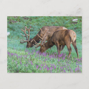 Bull Elks Rocky Mountain National Park, Colorado Postcard