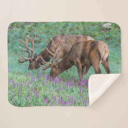 Bull Elks Rocky Mountain National Park Colorado Sherpa Blanket