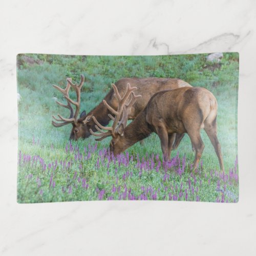 Bull Elks Rocky Mountain National Park Colorado Trinket Tray