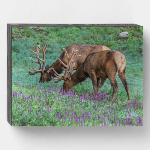 Bull Elks Rocky Mountain National Park Colorado Wooden Box Sign