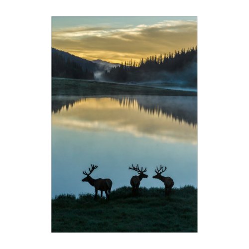 Bull Elks Silhouetted Poudre Lake Sunrise Acrylic Print