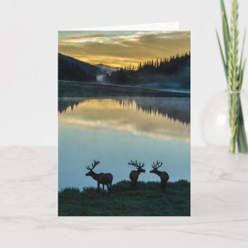 Bull Elks Silhouetted Poudre Lake Sunrise Card