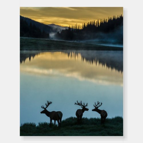 Bull Elks Silhouetted Poudre Lake Sunrise Foam Board