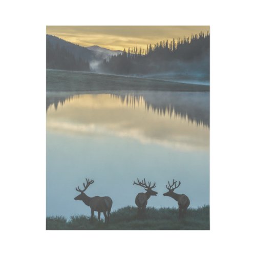 Bull Elks Silhouetted Poudre Lake Sunrise Gallery Wrap