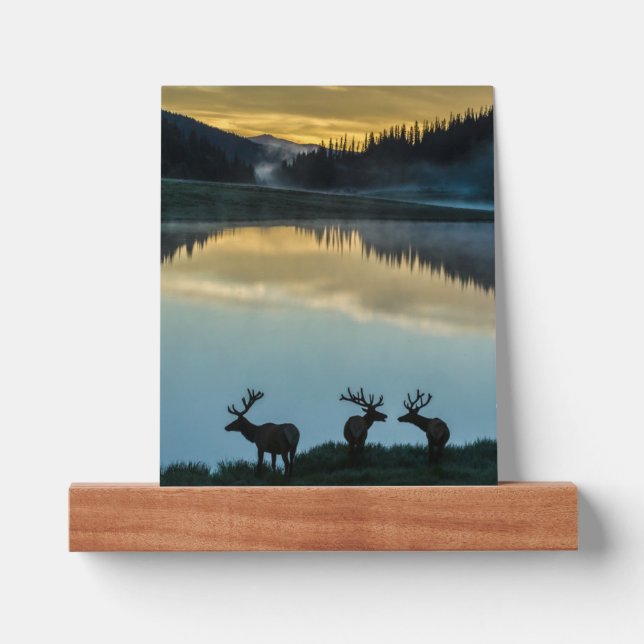 Bull Elks Silhouetted Poudre Lake Sunrise Picture Ledge (Front)