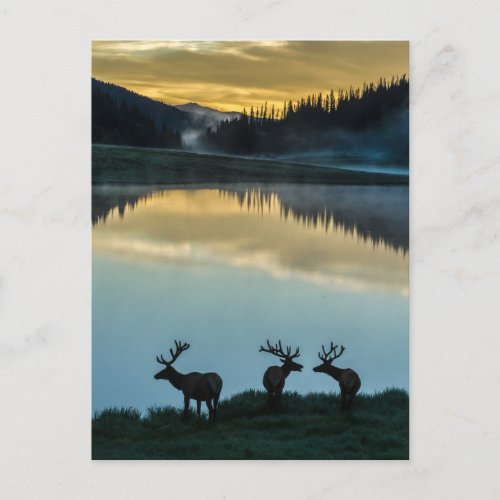Bull Elks Silhouetted Poudre Lake Sunrise Postcard