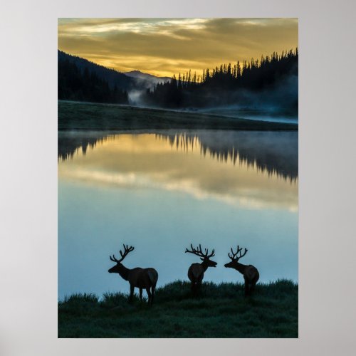 Bull Elks Silhouetted Poudre Lake Sunrise Poster