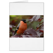 Bull Finch (Front)