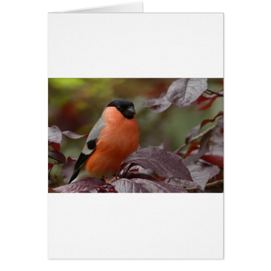 Bull Finch Cards (Front)