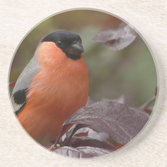 Bull Finch Drink Coaster (Front)