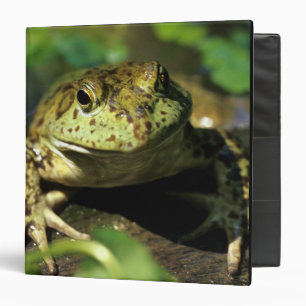Bull frog. binder