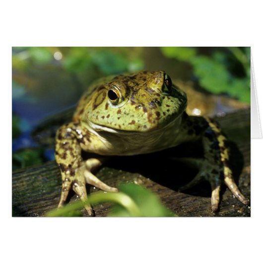 Bull frog. cards (Front Horizontal)