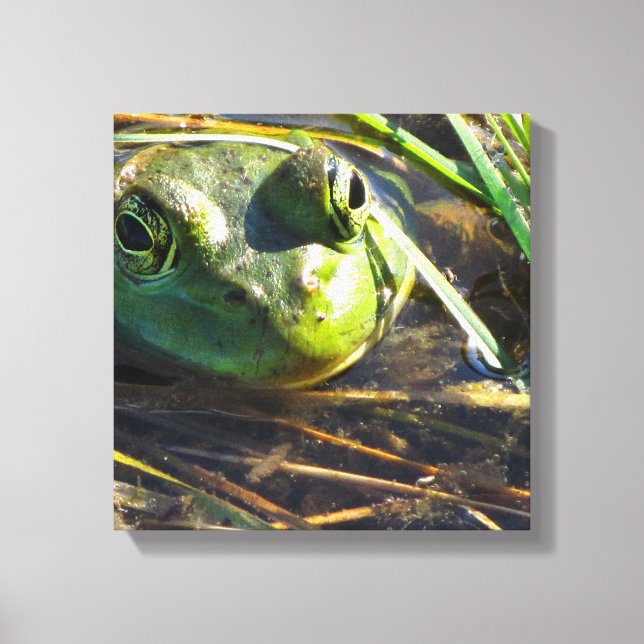 Bull Frog Face Wrapped Canvas (Front)
