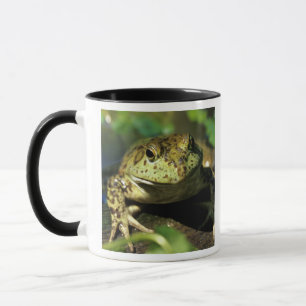Bull frog. mug