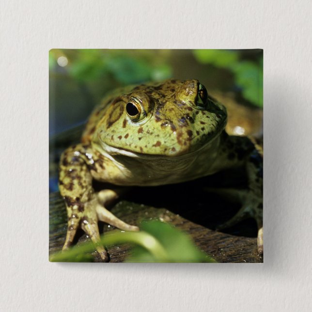 Bull frog. pinback button (Front)