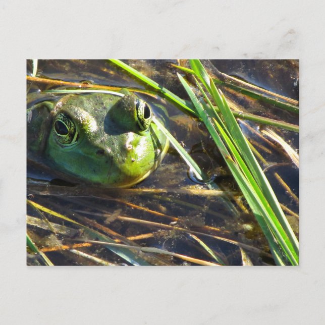 Bull Frog Postcard (Front)