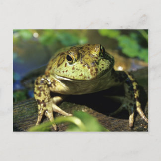 Bull frog. postcard