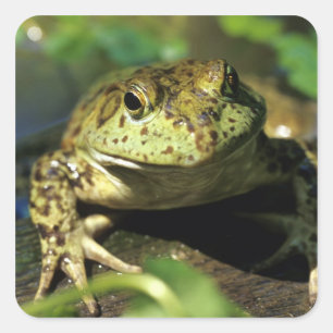 Bull frog. square sticker