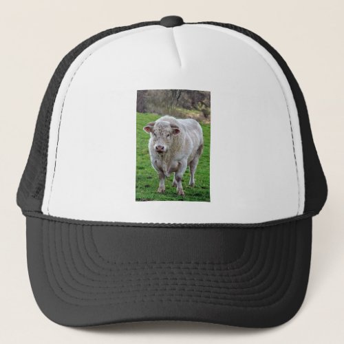 Bull in field trucker hat