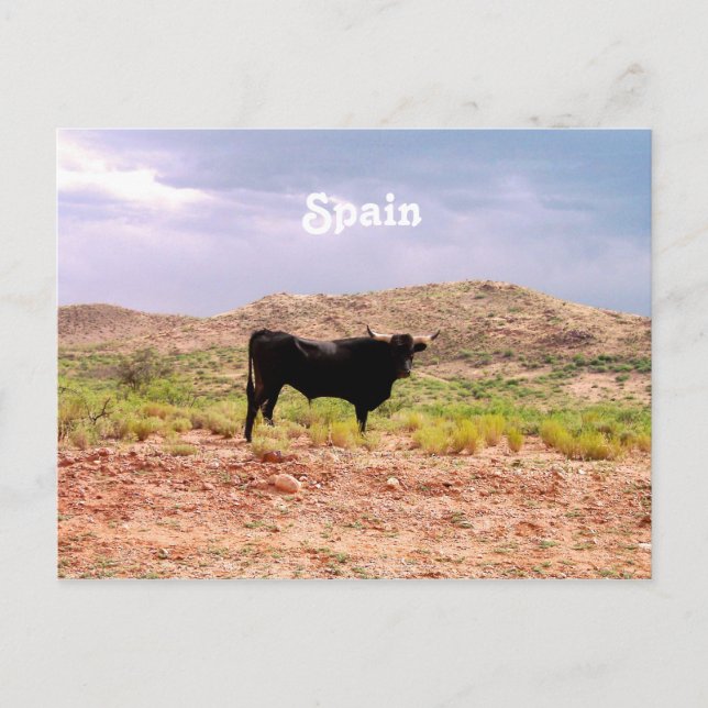 Bull in Spain Postcard (Front)