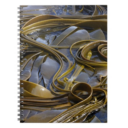 Bull kelp notebook