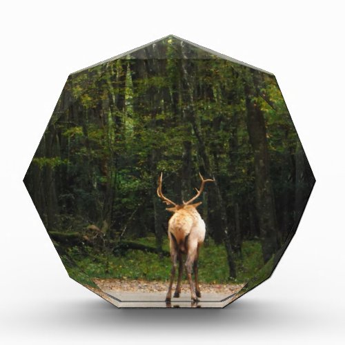 Bull Male Elk in autumn field Award