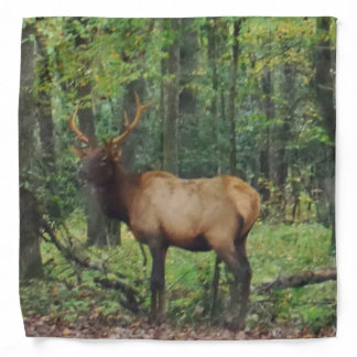 Bull Male Elk in autumn field Bandana