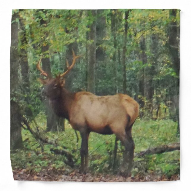 Bull Male Elk in autumn field Bandana (Front)