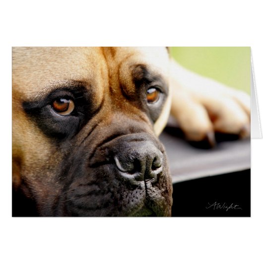 Bull Mastiff Cards (Front Horizontal)