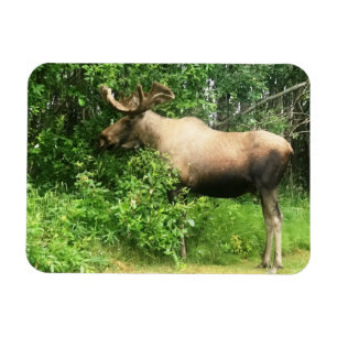 Bull Moose 3" x 4" Flexible Photo Magnet