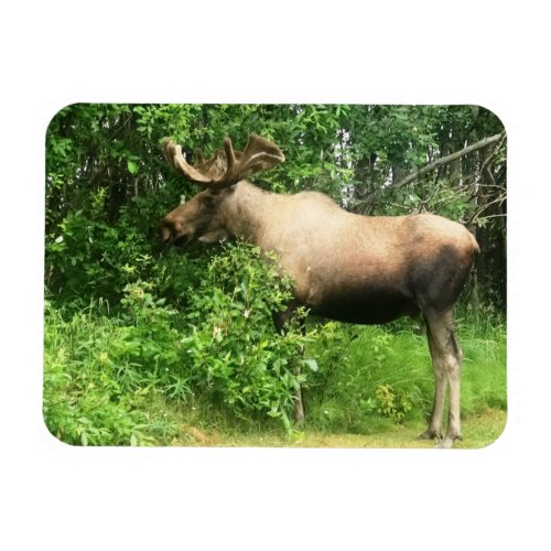 Bull Moose 3 x 4 Flexible Photo Magnet
