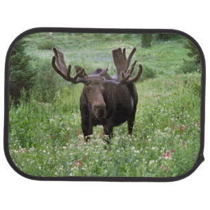 Bull moose Alces alces) in wildflowers, Car Floor Mat