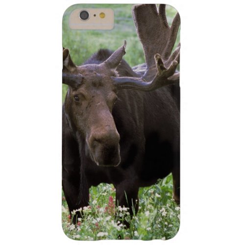 Bull moose Alces alces in wildflowers Barely There iPhone 6 Plus Case