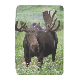 Bull moose Alces alces) in wildflowers, iPad Mini Cover