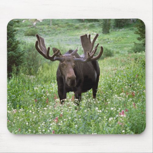 Bull moose Alces alces in wildflowers Mouse Pad