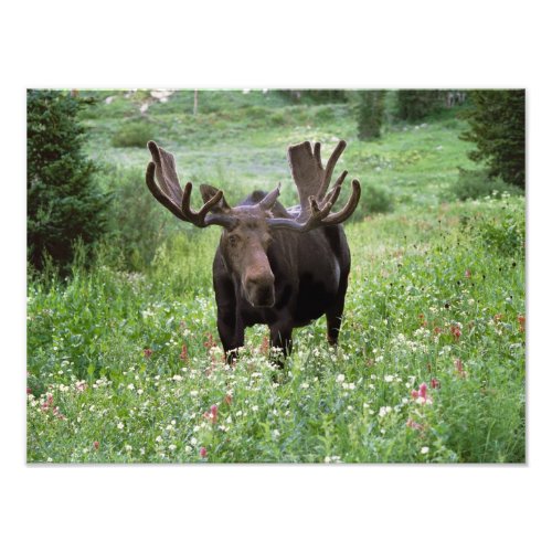 Bull moose Alces alces in wildflowers Photo Print