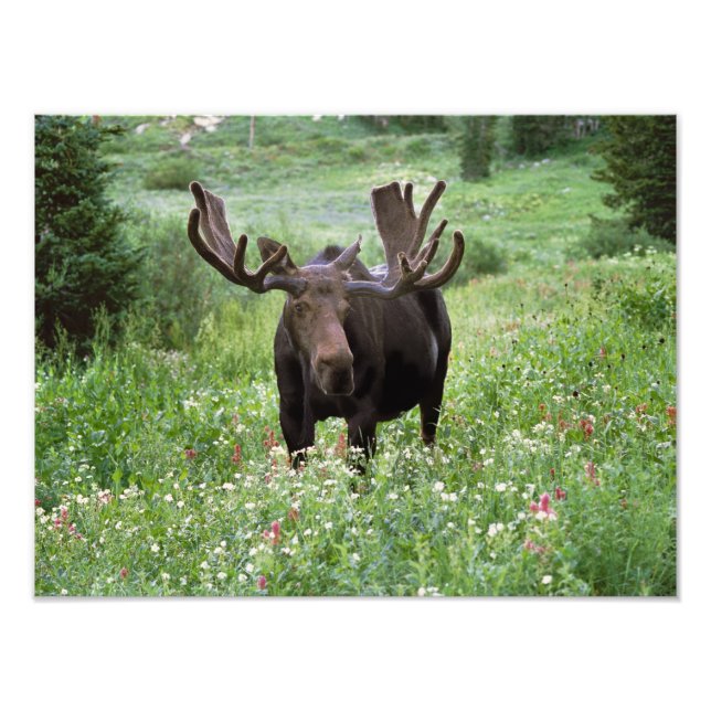 Bull moose Alces alces) in wildflowers, Photo Print (Front)
